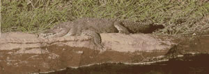 Crocodiles can easily be seen basking in the sun along the banks of the Grande de Tarcoles river.