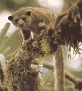 The kinkajou (Potos Flavus) remains for the most part in the trees