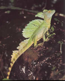 Insects and small lizards make up most of the fauna, Basilisk lizard.