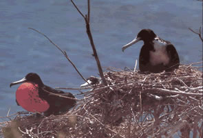 Bolaños Island is the only nesting grounds for the frigatebird.
