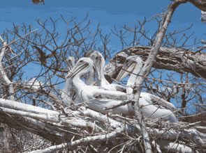 Nesting colony of brown pelicans (pelecanus occidentalis)