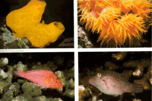 Marine life thrives in the coral reefs at gandoca - manzanillo. Fish, anemones, urchins and sponges amongst others.