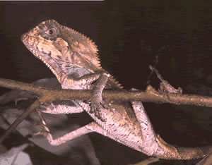 The chamaleon (Corytophanes Cristatus) is on of the rare species in the refuge