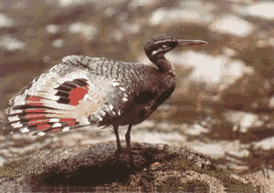 The great sunbittern can be observed in the ravines
