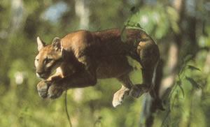 The puma is one of the six species of felines that live in Santa Rosa