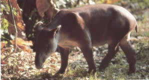 Tapir abound at Rincon de la Vieja