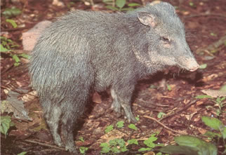 Collared Peccary is one of the most conspicuos mammals in the area. 