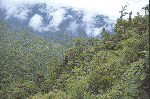 The altitude range in the park gives rise to a great variety of forest species.