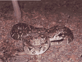 The boa or "bequer" is one of the reptile species found on this park.