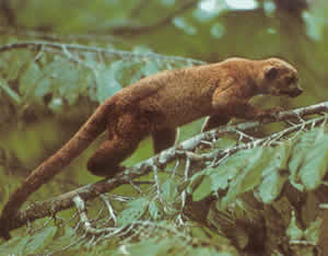 Kinkajou is a very difficult mammal to see, its habitat is mainly nocturnal.