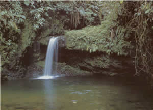 Waterfalls and cascades can be seen everywhere at Braulio Carillo.