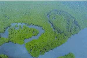 The Corcovado mangrove swamp lies at the mouth of the rivers Llorona and Sirena